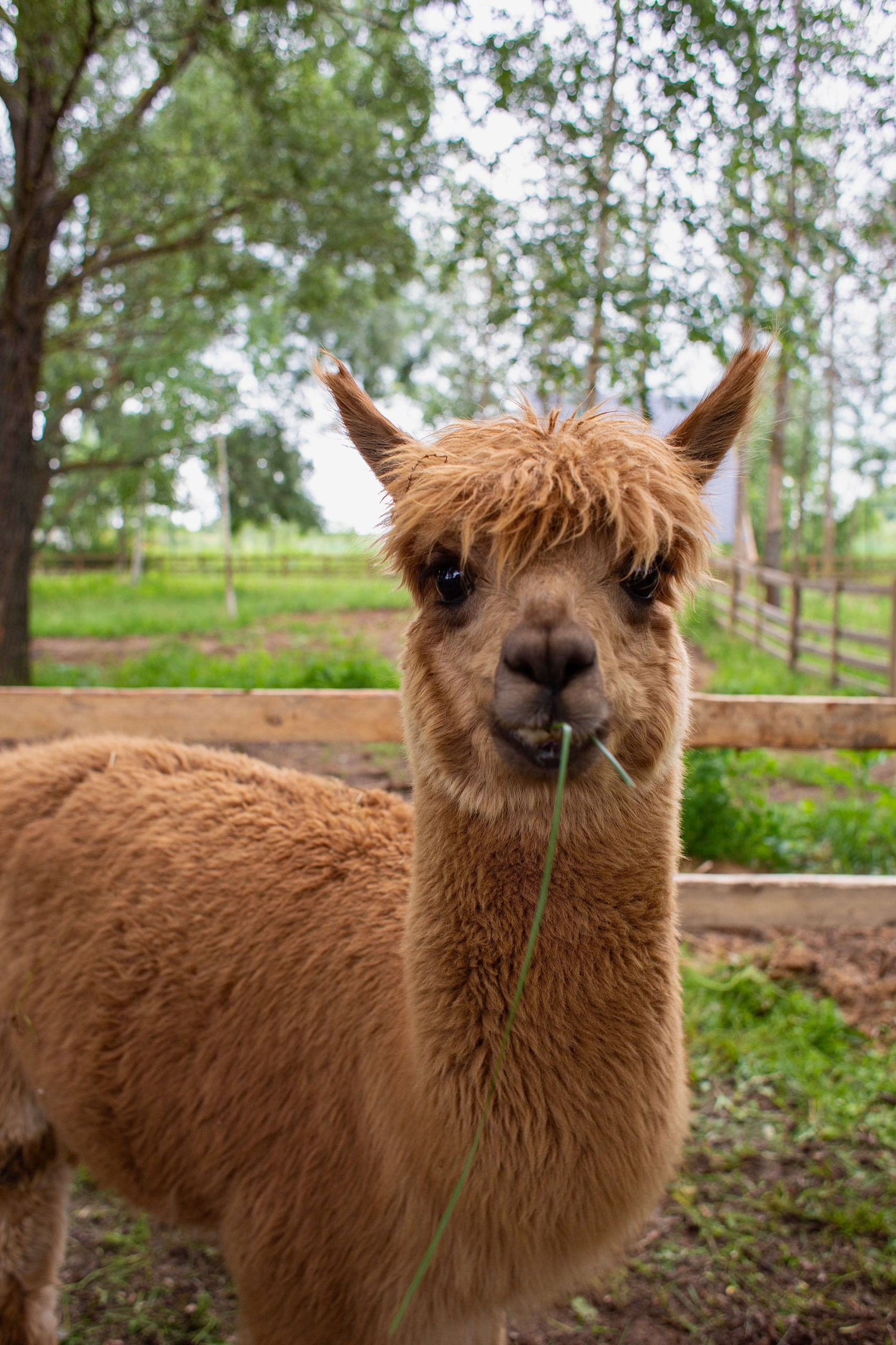 Парк альпак “Пача Мама”