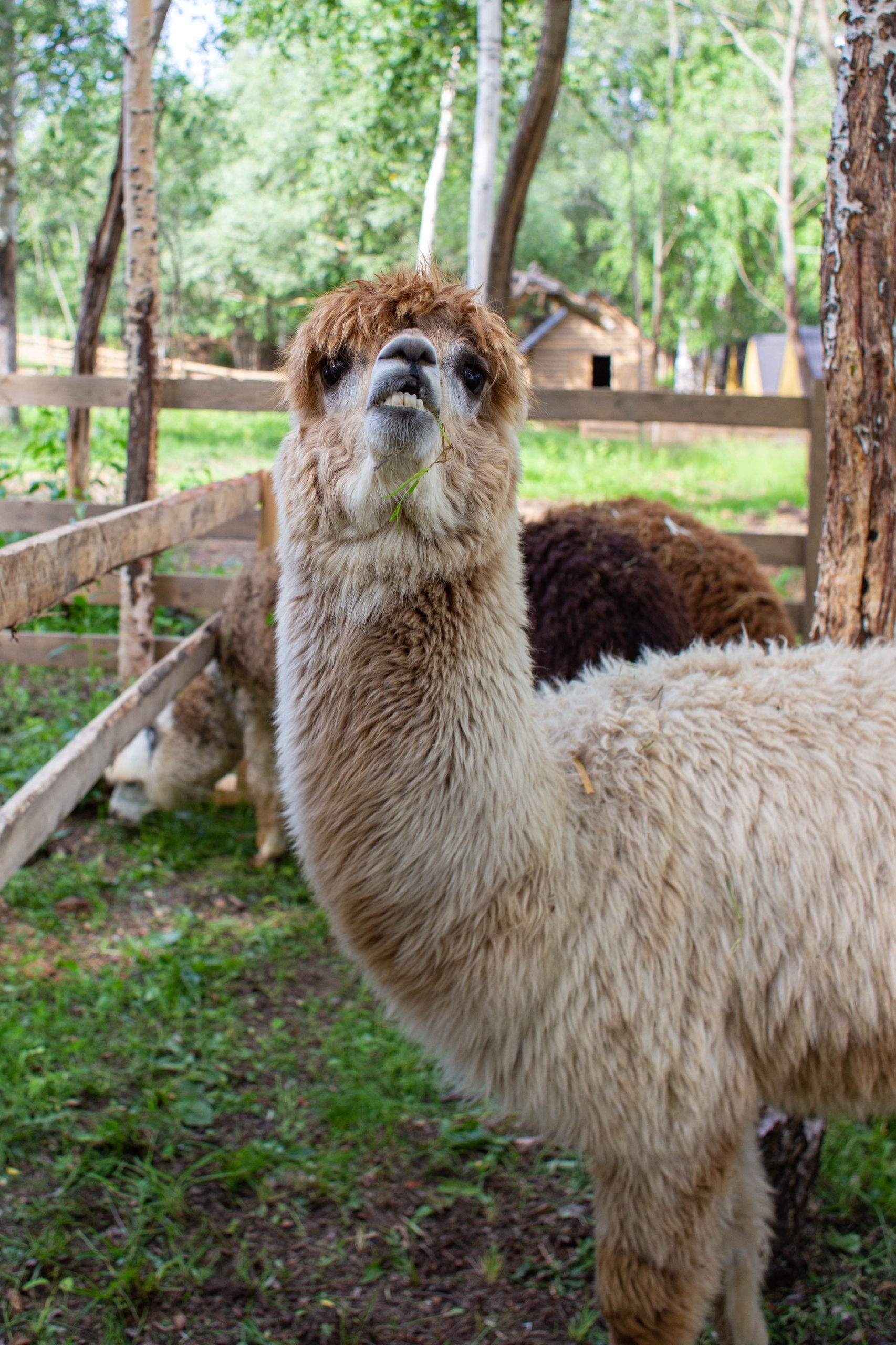Парк альпак “Пача Мама” 1