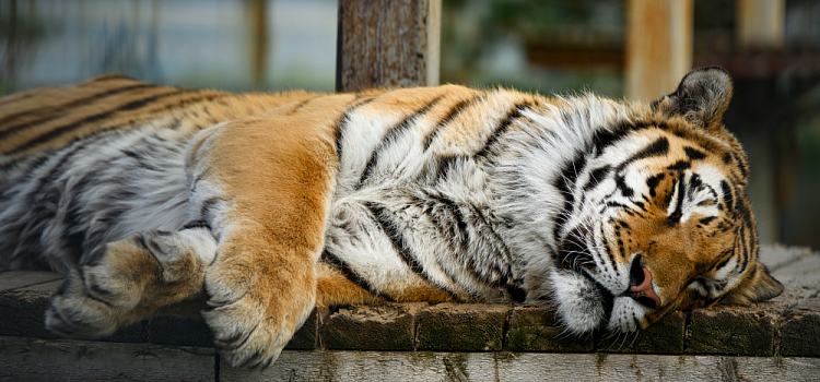 Ярославский зоопарк 0